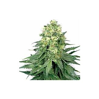 White Widow regular seeds White Label