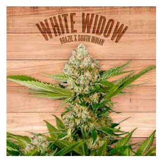 White Widow the plant organic