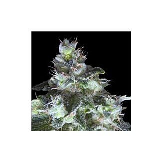 Semillas Original White Widow (IBL) Paradise Seeds feminizadas