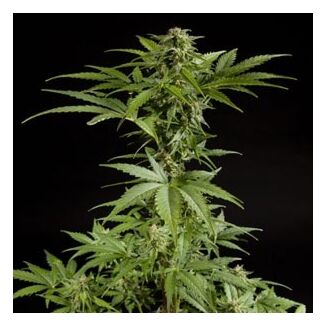 Graines White Yoda Auto Philosopher Seeds autofloraison