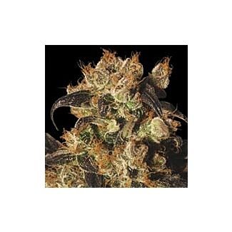 White Berry femnized Paradise Seeds