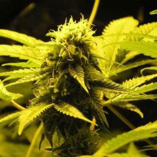 Wonder Woman Feminizada de Nirvana Seeds