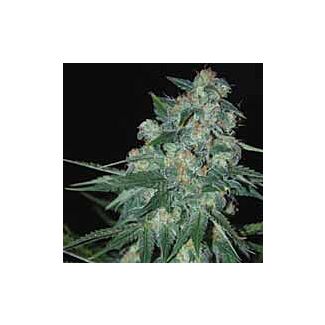 Ketama feminized seeds World of Seeds