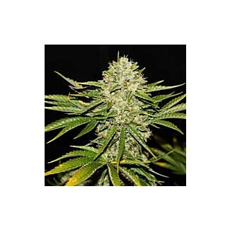 Wreckage regular seeds TH Seeds