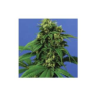 Wreckage feminized seeds TH Seeds