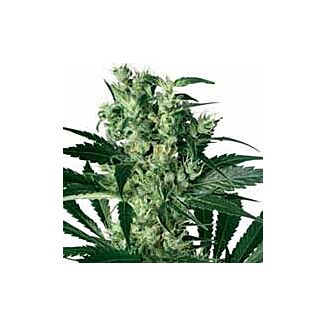 X Haze seeds White Label feminized