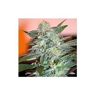 Yumbolt 47 feminized seeds Wolrd of Seeds