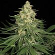  Allkush Paradise Seeds