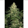  Allkush Paradise Seeds