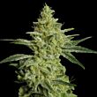  Allkush Paradise Seeds