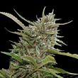  Auto Whiteberry Paradise Seeds 