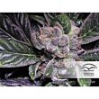 Dutch Passion feminized seeds