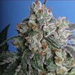  Burmese Kush TH 