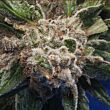  Burmese Kush TH 