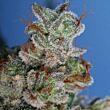  Burmese Kush TH 