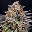 CandyGaz Ripper Seeds Feminizada