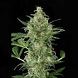 Cheese Autoflowering dinafem