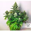 Dark Delight seeds feminized