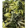 Desert Diesel feminized