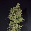 Diesel CBD Seeds