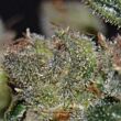 Diesel CBD Seeds