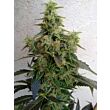 Dieseltonic Resin Seeds