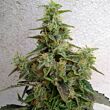 Dieseltonic Resin Seeds