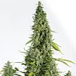 Cheese Autoflowering