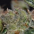  Domina CBD Seeds