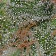  Domina CBD Seeds