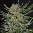  Domina CBD Seeds