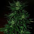 Durban Poison femenized seeds