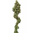 Euforia feminized