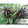 Dutch Passion feminized seeds