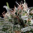 dinafem seeds feminized