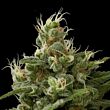 dinafem feminized