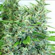 Kali Mist Serious Seeds Feminized