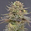 Magma cbd seeds