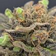 Magma cbd seeds