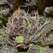 Magma cbd seeds