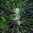 Mangobiche x Peyote Purple feminized