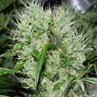 Orange Bud feminized