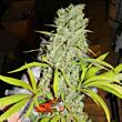 Orange Bud feminized dutch passion