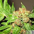 feminized Orange Bud seeds