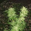 Pamir Gold feminized