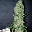 Power Plant Dutch Passion feminized