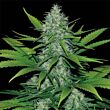 Skunk Royal Queen Seeds