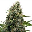 Skunk Royal Queen Seeds