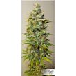 dutch passion Feminized