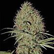 Super Bud Auto 